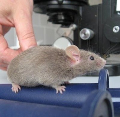 Laboratorinė pelė
