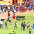 Buliai per bėgimą Peru sužalojo mažiausiai 8 žmones