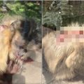Apsilankymas zoologijos sode sukėlė siaubą: voljeruose – žaizdomis nusėti gyvūnai
