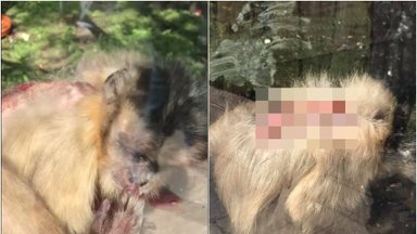 Apsilankymas zoologijos sode sukėlė siaubą: voljeruose – žaizdomis nusėti gyvūnai