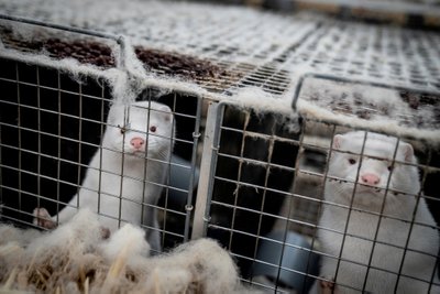 FILE PHOTO: Mink are seen at a farm in Denmark, November 6, 2020. Ritzau Scanpix/Mads Claus Rasmussen via REUTERS./File Photo