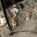Kavarską apsėdo savižudžiai katinai