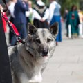 Įspėjo šeimininkus, kurie vedasi šunis į festivalius: ar mums tikrai nerūpi gyvūno savijauta?