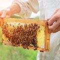 Ką reikia žinoti bitininkams ir žemdirbiams purškiant augalus