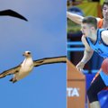 Ar Giedraitis nuskraidins „Albatrosus“ į Eurolygą?