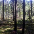 Nelegaliai kertantiems miškus – prastos žinios