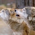 V. Ribikauskas. Žvėrių apskaita: vilkų skaičius vis viena gerokai sumažintas