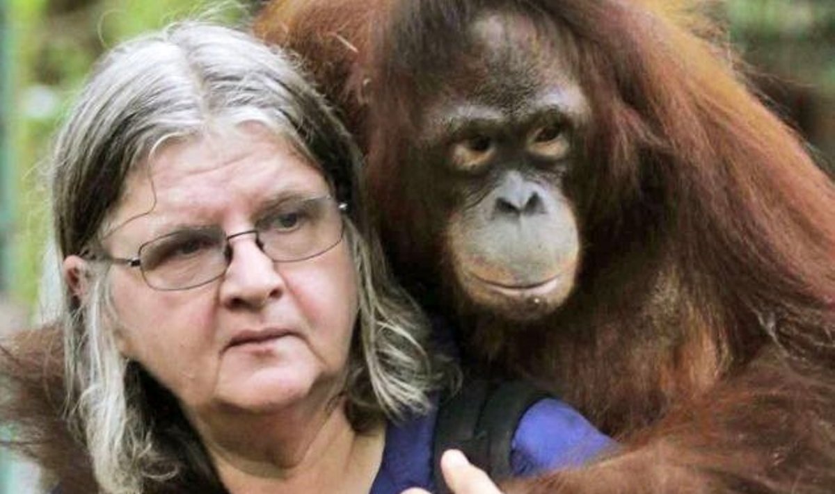 Orangutanų išsaugojimas - viso dr. Birutė M. F. Galdikas gyvenimo darbas