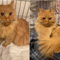 Panevėžiečiai pakraupo aptikę katę, kuriai atlikta žiauri operacija: tokie veterinarai neturi teisės liestis prie gyvūnų