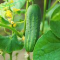 Kaip teisingai sodinti ir auginti agurkus – žinovų patarimai