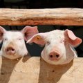 Ūkininkus erzina ES reikalavimas linksminti kiaules