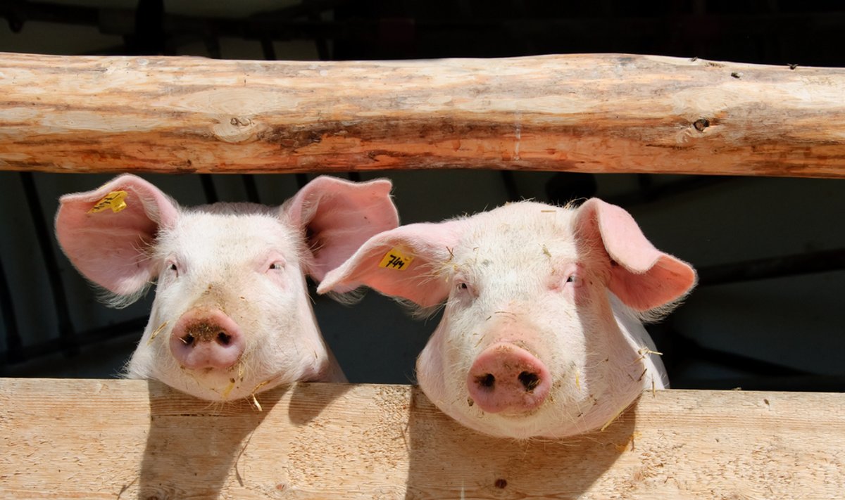 Kiaulių maras aptiktas jau ir Ukrainoje