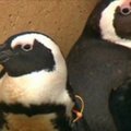 Pernelyg artimai susidraugavę tos pačios lyties pingvinai bus išskirti