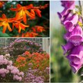 10 nuodingų darželio augalų, kuriuos lietuviai puoselėja patys to nežinodami: gali nudeginti odą, sukelti apsinuodijimą ir net komą