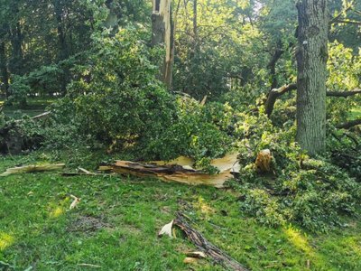 Kaunietis liko be žado: Ąžuolyne žaibas prieš pat akis medį paleido į šipulius 