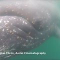 Povandeninis filmavimas padėjo mokslininkams ištirti kuprotojo banginio pelekų darbą