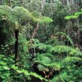 Pasiklydusi moteris 17 dienų išgyveno Australijos atogrąžų miškuose