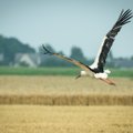 Ištyrė, kiek reikia tręšti dirvas – rezultatai šokiruoja