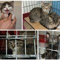 Gyvūnų globėjai: per pirmą naktį nugaišo 3 iš vilnietės konfiskuoti kačiukai