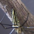 Mokslininkai kuria sintetinį vorų šilką