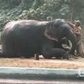 Indijos zoologijos sode drambliams atliekamas masažas