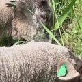 Niujorko Gubernatoriaus saloje vasarą darbuojasi avys