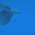 Ilinojuje, Brukfildo zoologijos sode užfiksuotas delfinuko gimimas