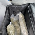 Suimtas dideliu kiekiu kanapių platinimu įtariamas kaunietis: narkotikus laikė įmonės „Wolt“ krepšyje
