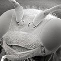 Elektronų mikroskopai: nuo bakterijos iki asfalto