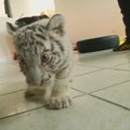 Peru zoologijos sode pristatytas retas baltas bengalinis tigriukas
