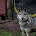 Į gyvūnų rezervatą Vokietijoje planuojama perkelti vilko ir šuns hibridą – vilkę Luną