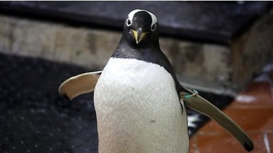 В Рижском зоопарке высадился десант пингвинов