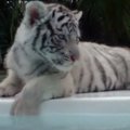 Mielumo viršūnė: tigriukas pirmą kartą išbandė baseiną