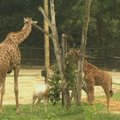 Singapūro safario parke žmonių dėmesys krypsta į žirafos jauniklį