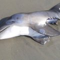 Socialiniuose tinkluose užvirė diskusijos, kas per pusę perkando delfiną