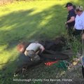 Floridoje su eskavatoriumi išgelbėtas purve įklimpęs žirgas