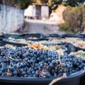 Lietuvoje – jau apie šimtas vynuogynų, tačiau nepastovūs orai kelia nerimą