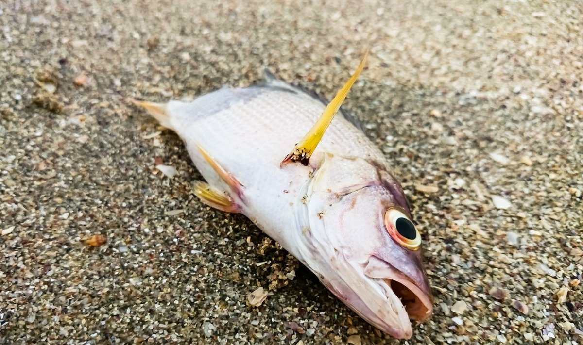 Negyva žuvis
