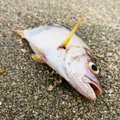 Mokslininkai sunerimę: kas trečia Anglijos žuvis stalą pasiekia įdaryta plastiku