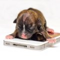 Vizitinės kortelės dydžio šuniukas gali būti mažiausias pasaulyje
