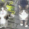 Ieško dingusio katino Klaipėdoje: reikia gyventojų pagalbos