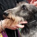 Vestminsterio šunų šou nugalėjo škotų kurtas