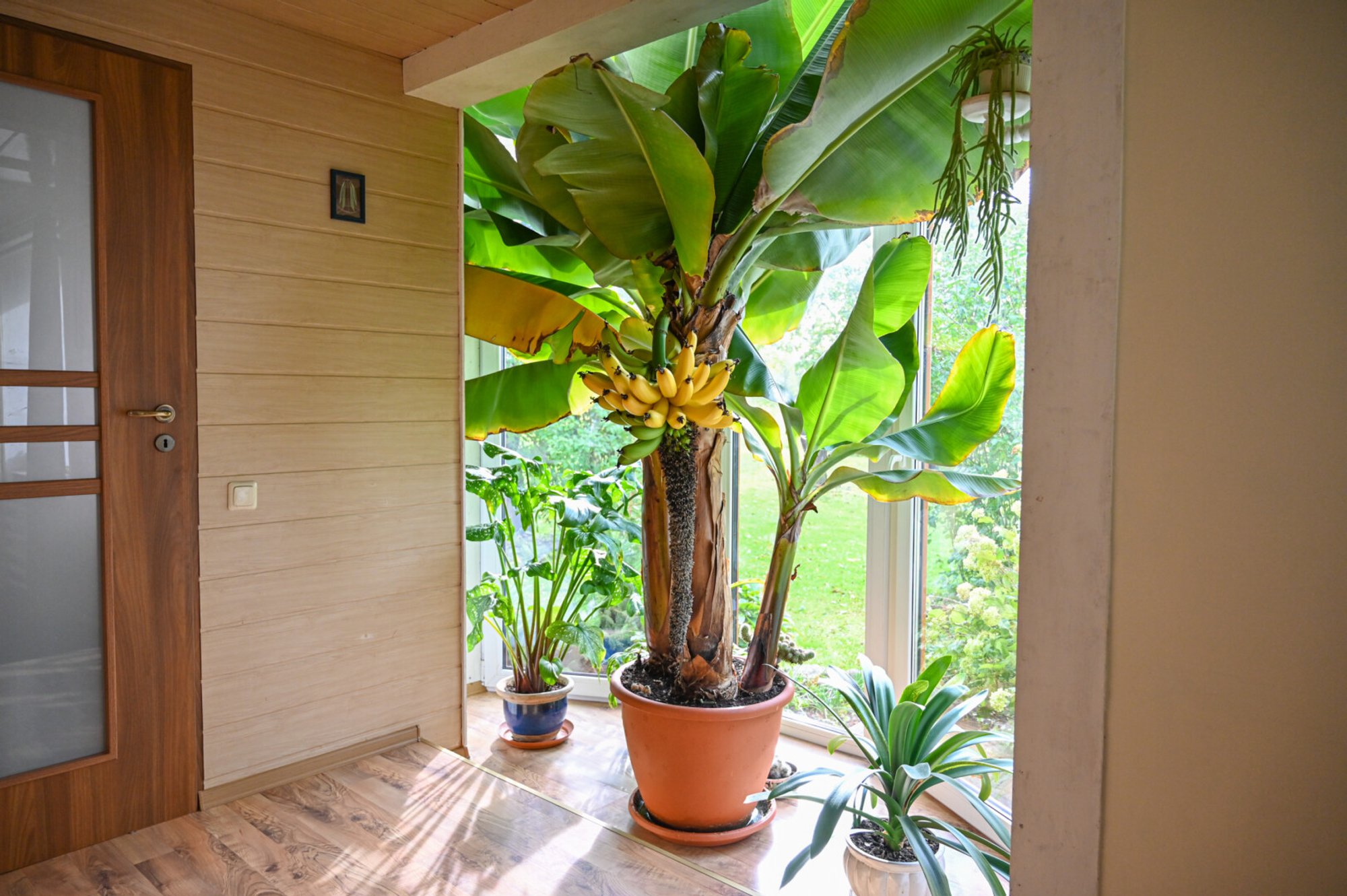 Blooming Banana How to Successfully Grow and Harvest Bananas at Home