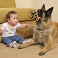 Specialistai pataria nepirkti šuns, jei namuose yra mažų vaikų: perspėja, kuo rizikuojate