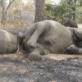 Kamerūno nacionaliniame parke brakonieriai nugalabijo beveik 500 dramblių
