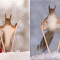 Žiemos linksmybės: pažiūrėkite, kaip sniegu džiaugiasi voverės