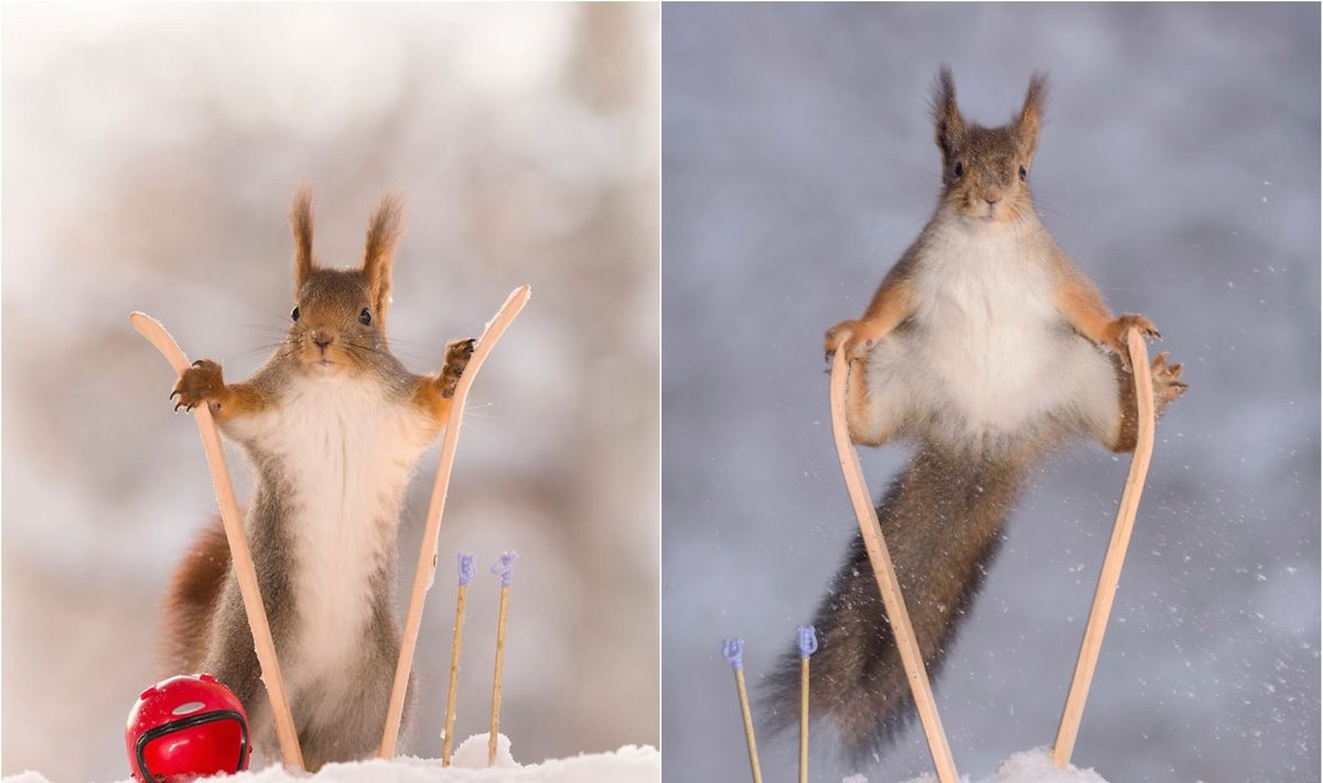 Voverės džiaugiasi žiema