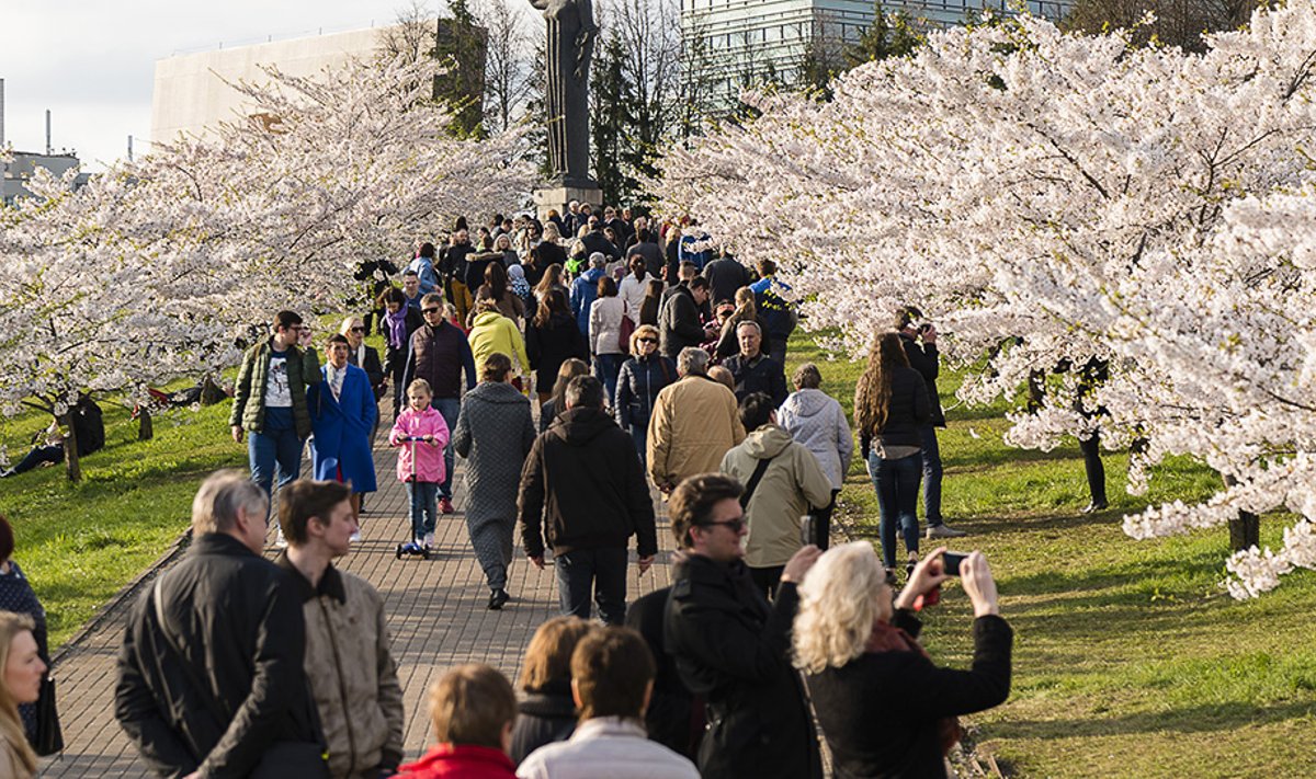 People enjoying an afternoon at the annual cherry Blossoms arond the Sugihara Memorial in Vilnius Photo © Ludo Segers @ The Lithuania Tribune