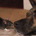 Žiurkės ir šuns draugystė – keisčiausia porelė, kokią tik galite įsivaizduoti