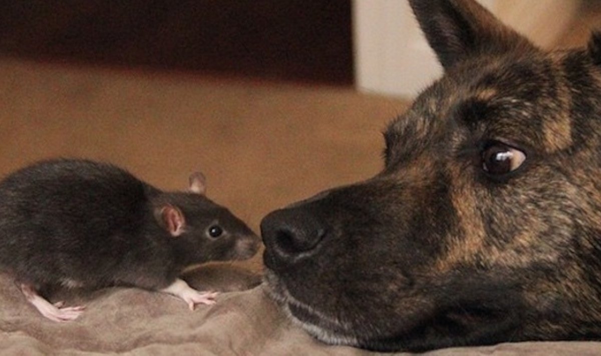 Šuns ir žiurkės draugystė